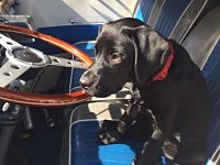 VW Dogs