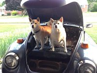 VW Dogs