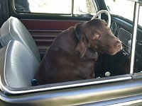 VW Dogs