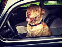 VW Dogs