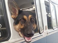 VW Dogs