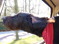 VW Dogs