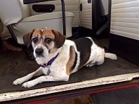 VW Dogs