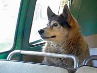 VW Dogs