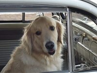 VW Dogs