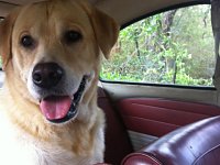 VW Dogs