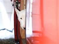 VW Dogs