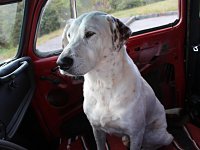 VW Dogs