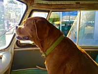 VW Dogs