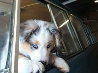VW Dogs