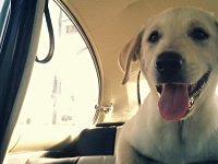 VW Dogs