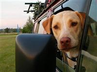 VW Dogs