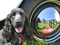 VW Dogs