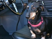 VW Dogs