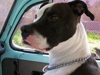 VW Dogs