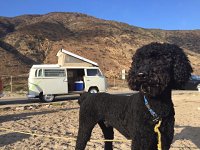 VW Dogs