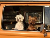 VW Dogs