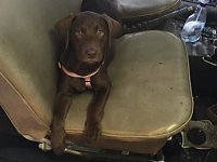 VW Dogs