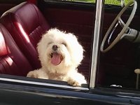 VW Dogs