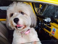 VW Dogs