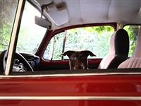 VW Dogs