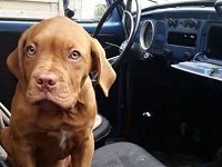 VW Dogs