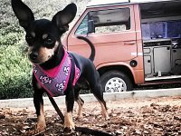 VW Dogs