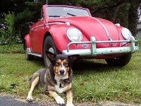VW Dogs