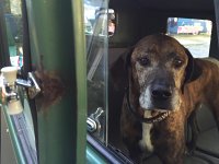 VW Dogs
