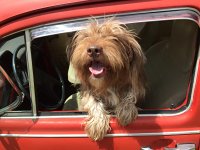 VW Dogs