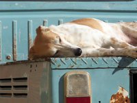 VW Dogs