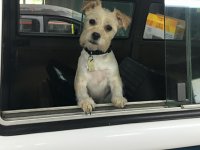VW Dogs