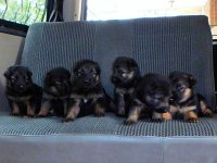 VW Dogs