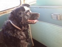 VW Dogs