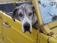 VW Dogs