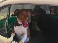 VW Dogs