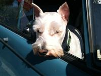 VW Dogs