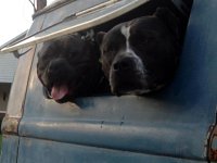 VW Dogs