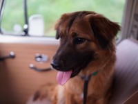 VW Dogs