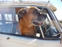 VW Dogs