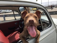VW Dogs