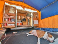 VW Dogs