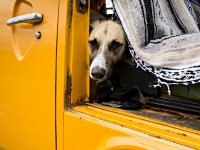 VW Dogs