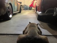 VW Dogs