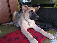 VW Dogs