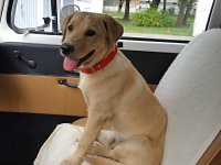 VW Dogs