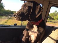 VW Dogs