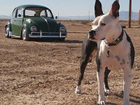 VW Dogs