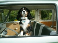 VW Dogs