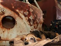 VW Dogs